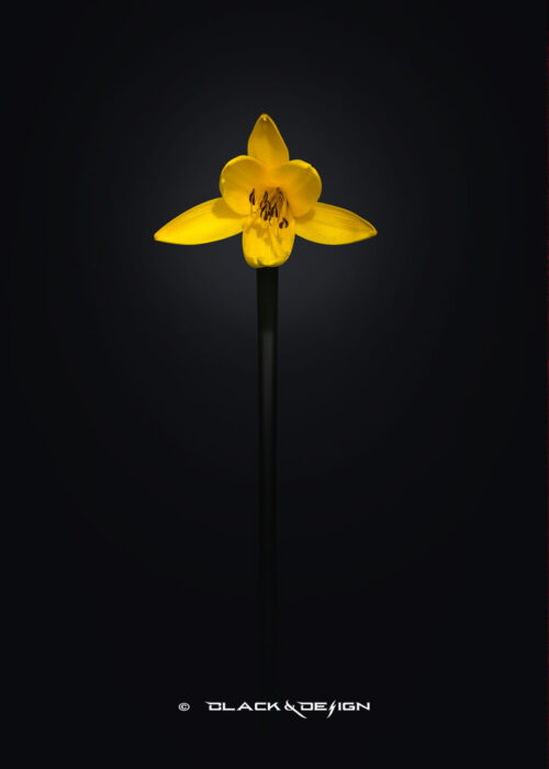 Foto på "Gul lilja" i 50x70 proportion.