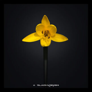 Blommor