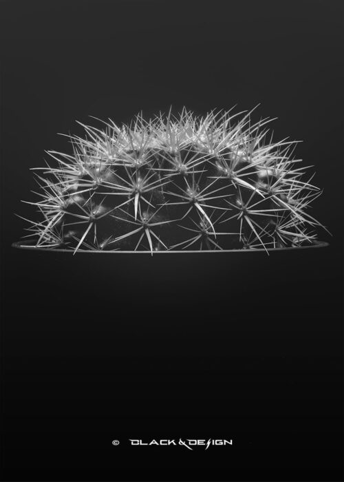 Foto på kaktus i 50x70 format.