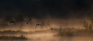 Foto på soluppgång vid naturreservatet Ålsjön i Söderhamn med gäss som landar i dimman.