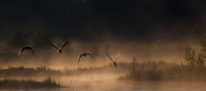 Foto på soluppgång vid naturreservatet Ålsjön i Söderhamn med gäss som landar i dimman.
