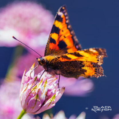 Färggrant foto på en inzoomad fjärli i starkt solljus sommartid.