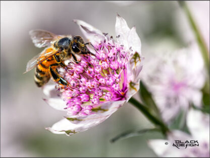 "Geting i flaowah" - foto på en geting som sitter i en vacker blomma och smaskar. 40x30 beskärning