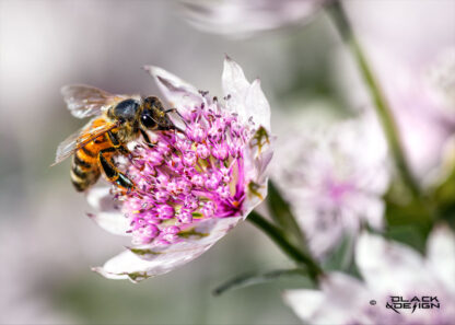 "Geting i flaowah" - foto på en geting som sitter i en vacker blomma och smaskar. 70x50 beskärning