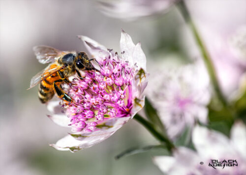 "Geting i flaowah" - foto på en geting som sitter i en vacker blomma och smaskar. 70x50 beskärning