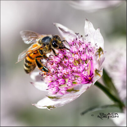 "Geting i flaowah" - foto på en geting som sitter i en vacker blomma och smaskar.