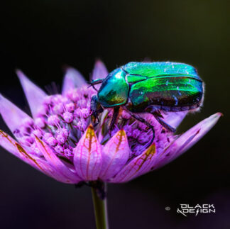 Foto i kvadratisk beskärning på färggrann skalbagge i en blomma. Foto av Garip Jensen.