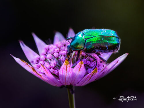 Foto ipå färggrann skalbagge i en blomma. Foto av Garip Jensen.