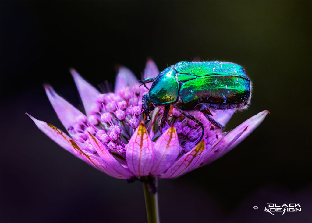 Foto ipå färggrann skalbagge i en blomma. Foto av Garip Jensen.