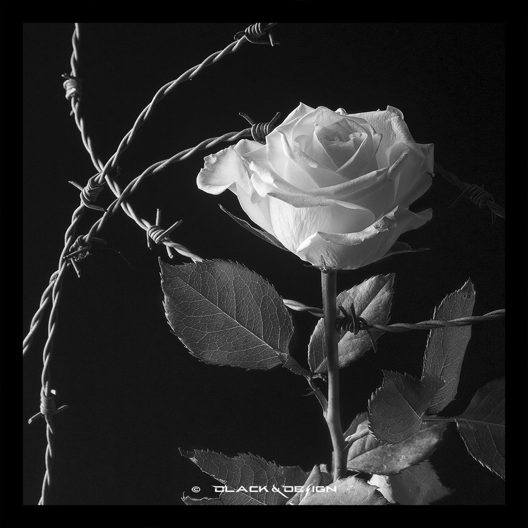 kategori-länk till "blommor" på Black & Design