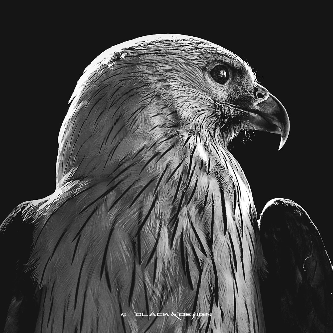 Inzoomning av fotot "Rödryggad havsörn - svartvit".